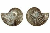 Cut & Polished, Agatized Ammonite Fossil - Madagascar #308160-1